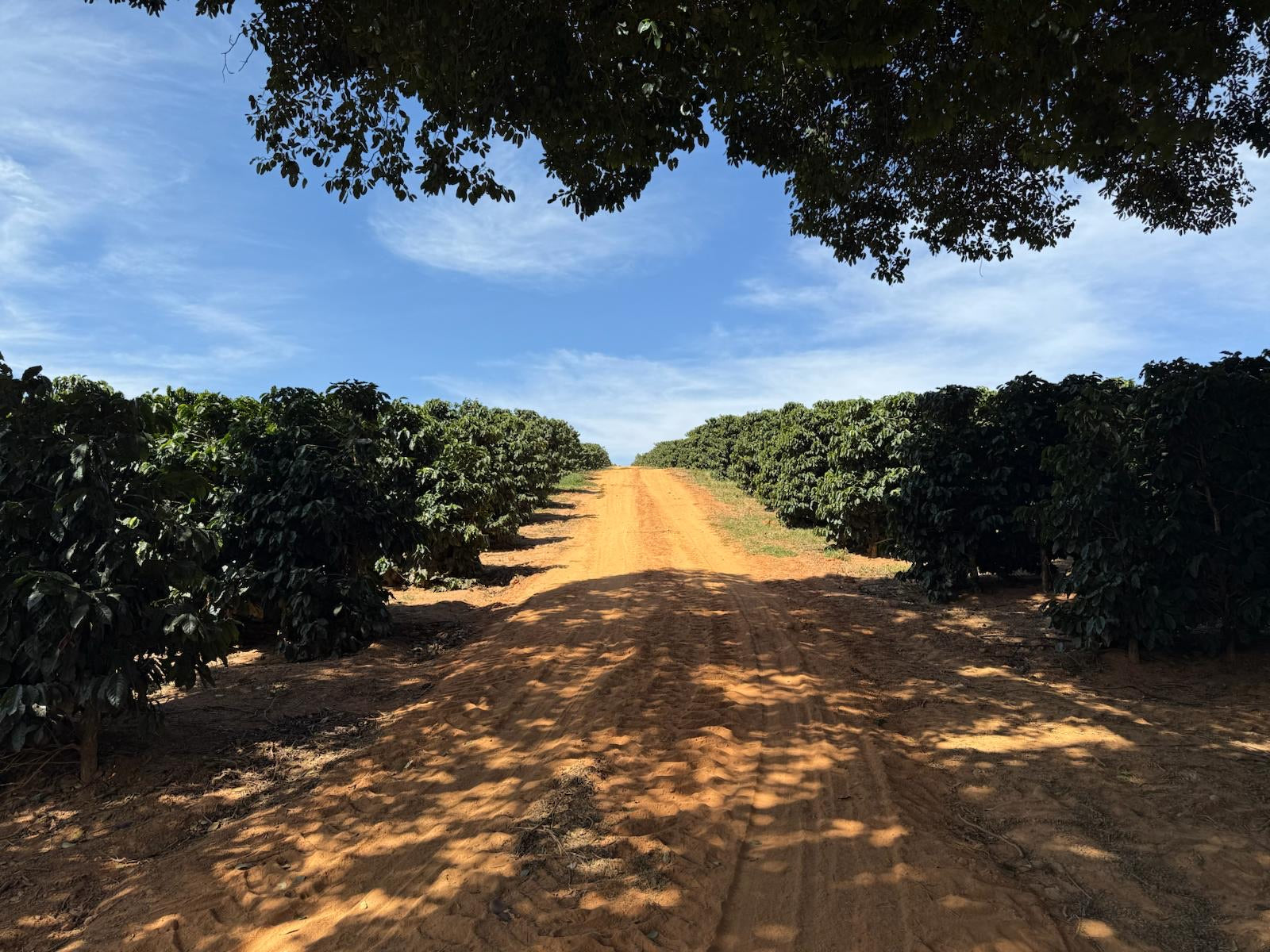 Origin Spotlight: Brazil, Cerrado Mineiro